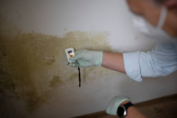 Best Health and Safety Mold Remediation in Parker, CO