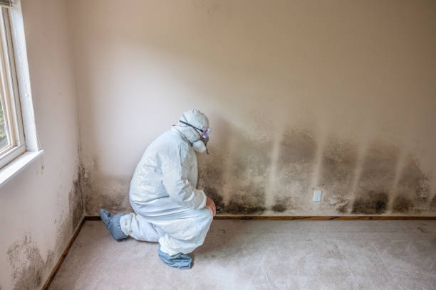 Best Emergency Mold Remediation in Parker, CO