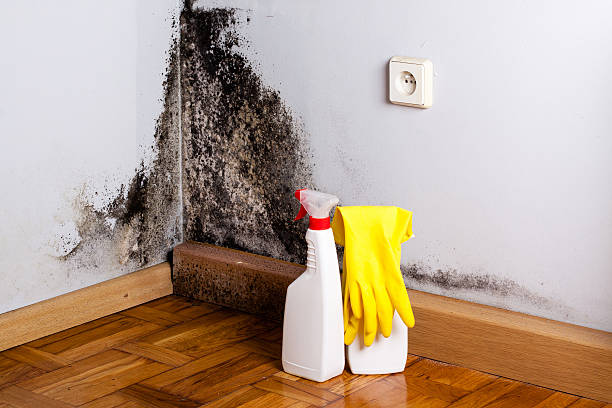 Best Basement Mold Remediation in Parker, CO